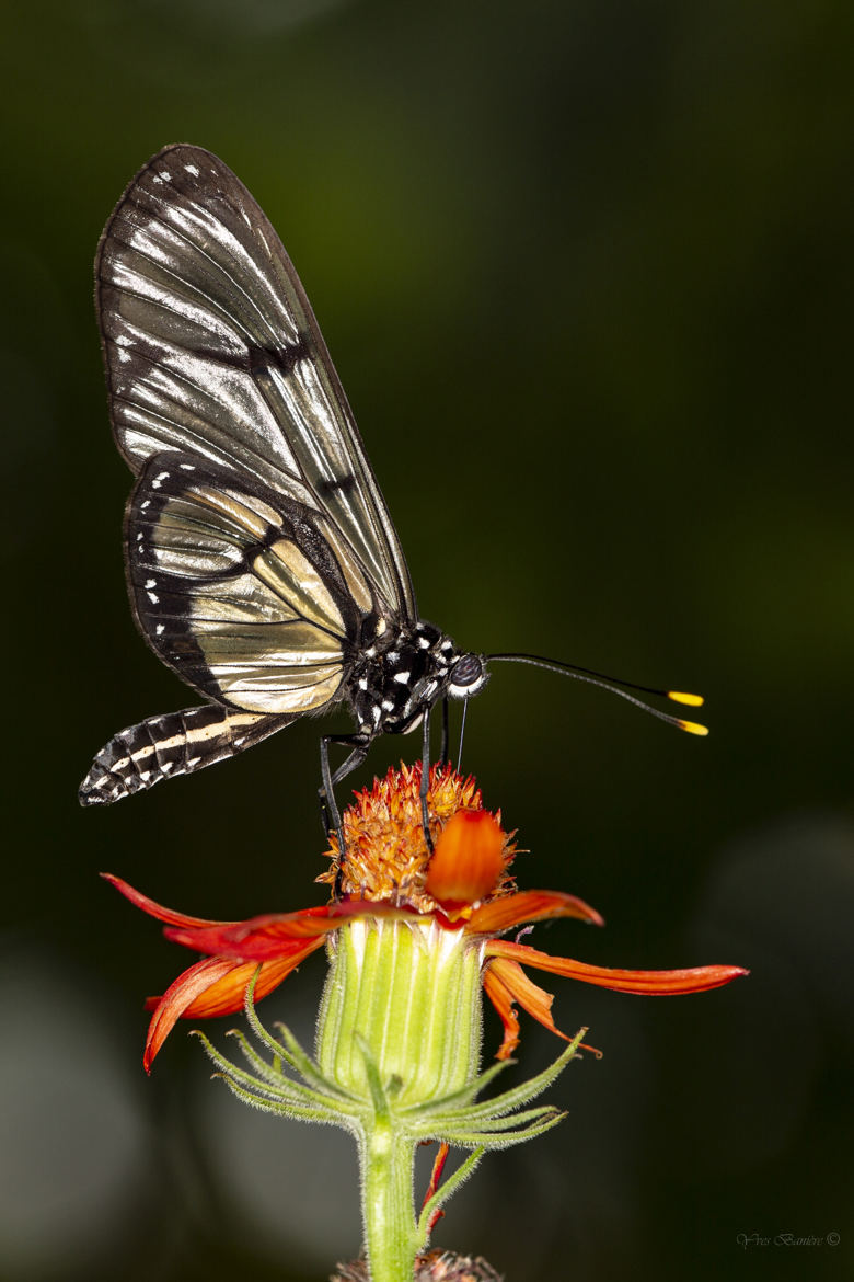 Papillon exotique