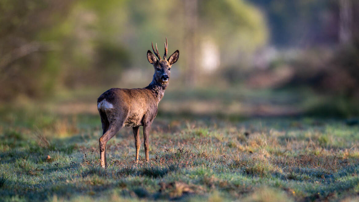 Rencontre avec le petit prince