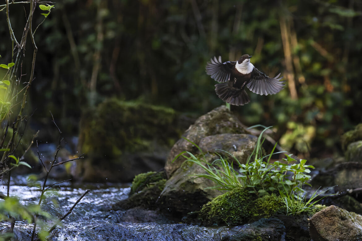 Envole en transparence