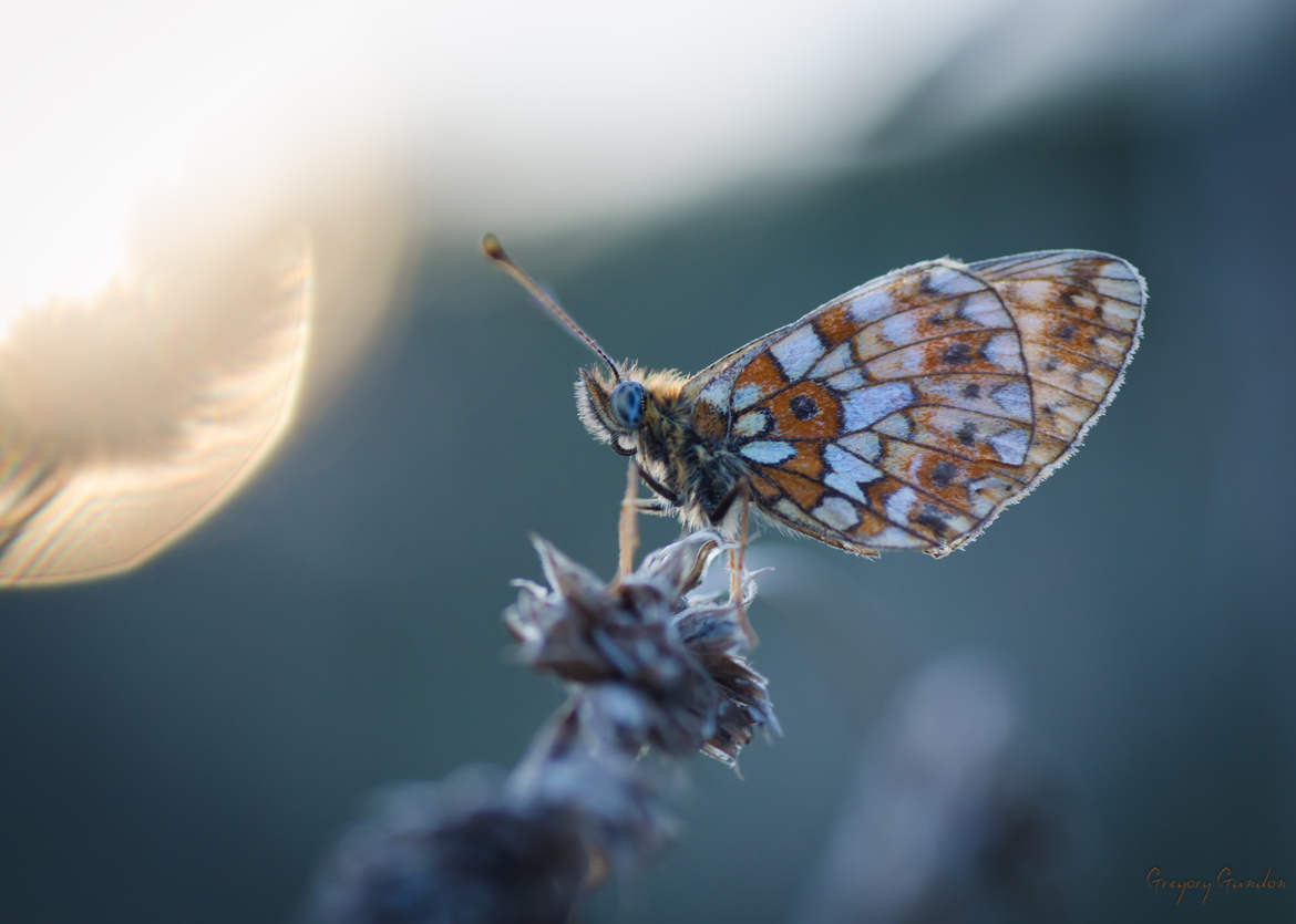 Bronzette papillonnale