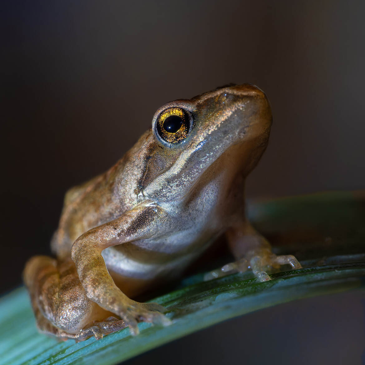 Fascination réciproque...