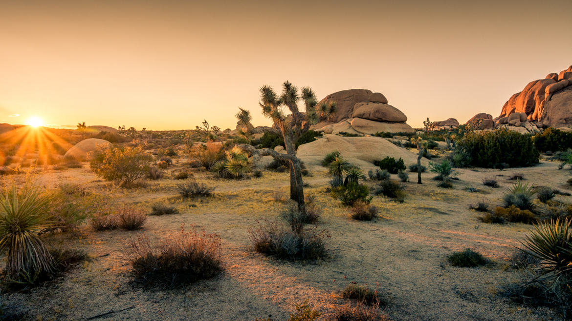 Joshua tree