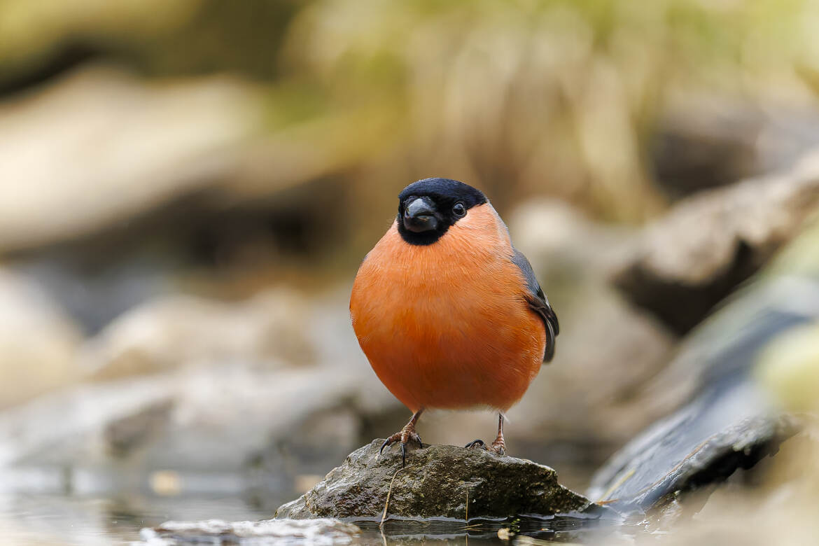 A faire rougir le rouge gorge :-)