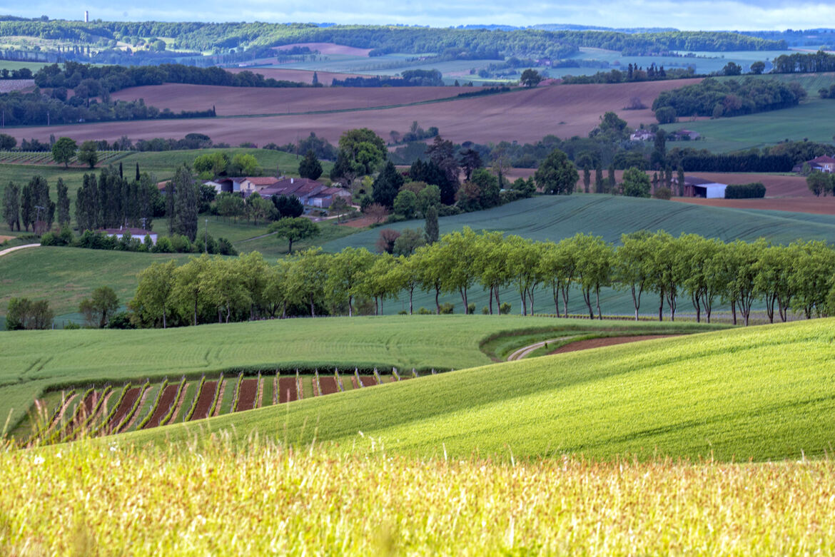 Variété du terroir gersois