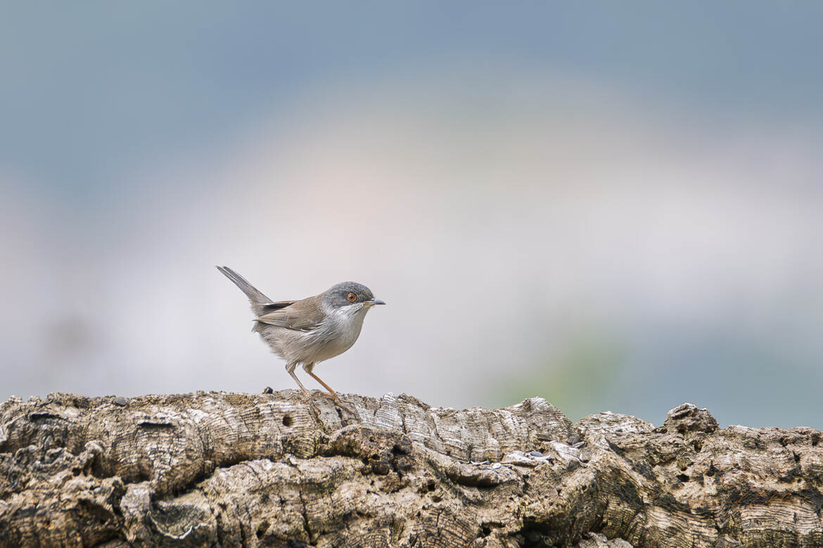 Fauvette mélanocéphale