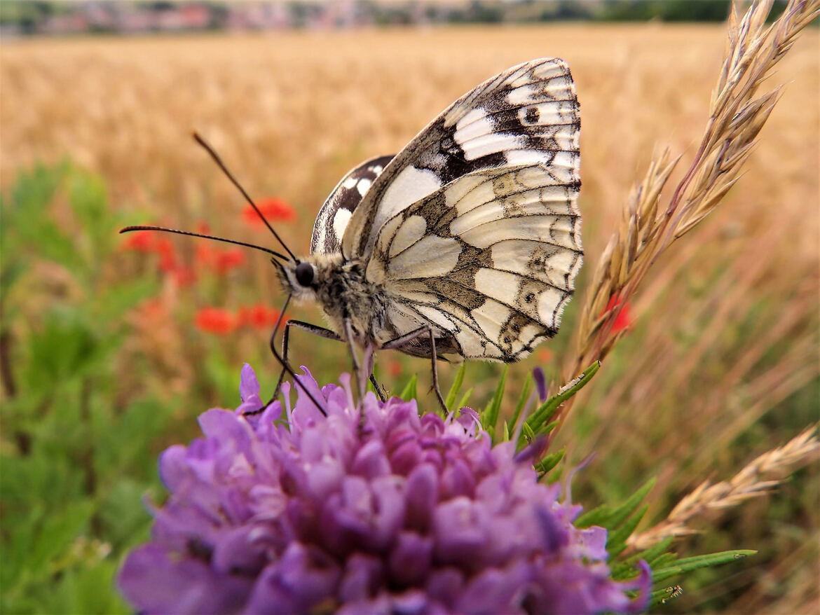 pas temp d allaer voir la mer