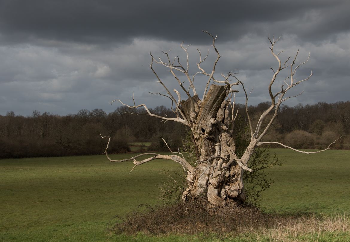 Sculpté ou torturé ?