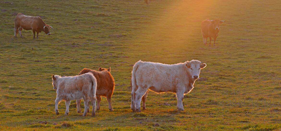 Un matin en décembre