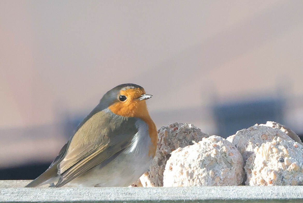le gardien de la mangeoire