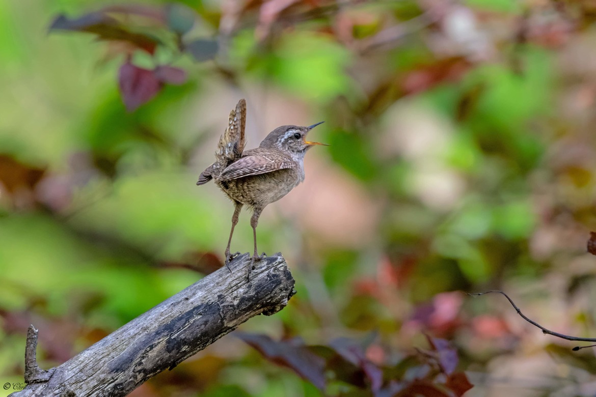 Troglodyte mignon