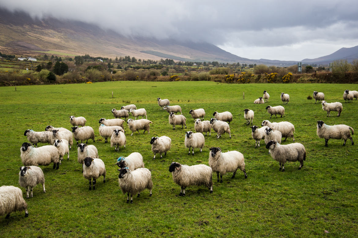 Campagne Irlandaise