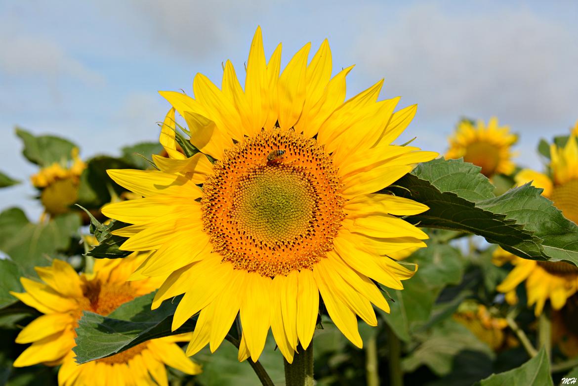 Un peu de soleil