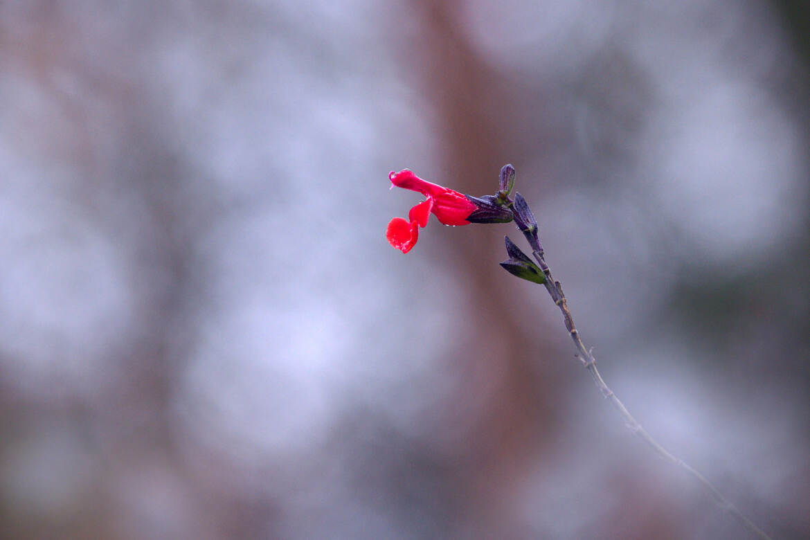 Rêve rouge