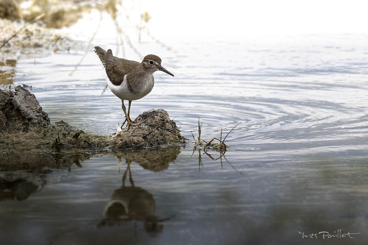 Le Chevalier guignette