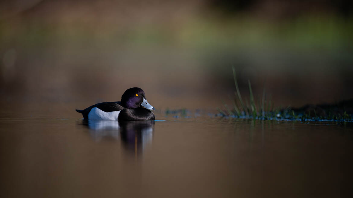 Mr Morillon sous les projecteurs