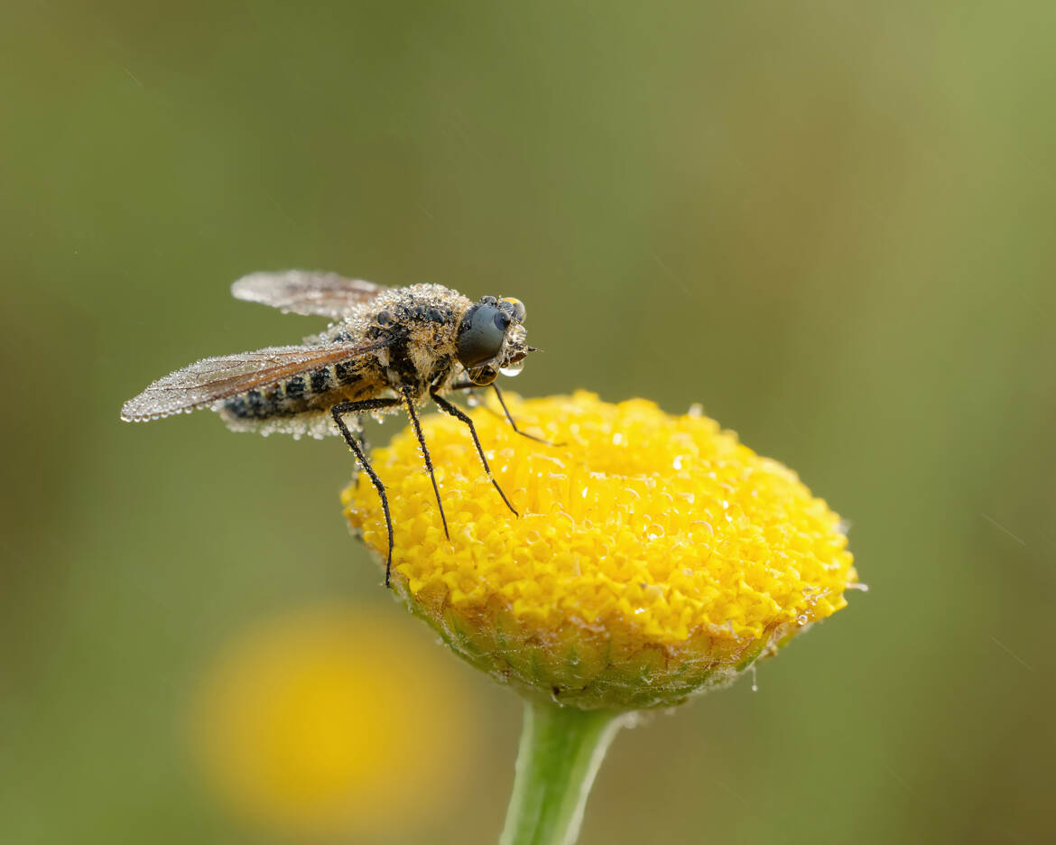Le matin du bombyle.