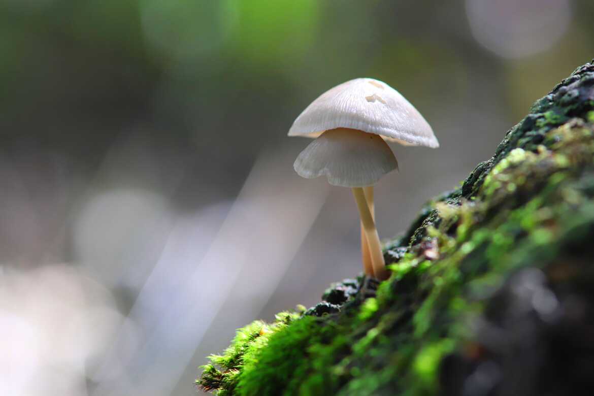 Tendresse de sous-bois