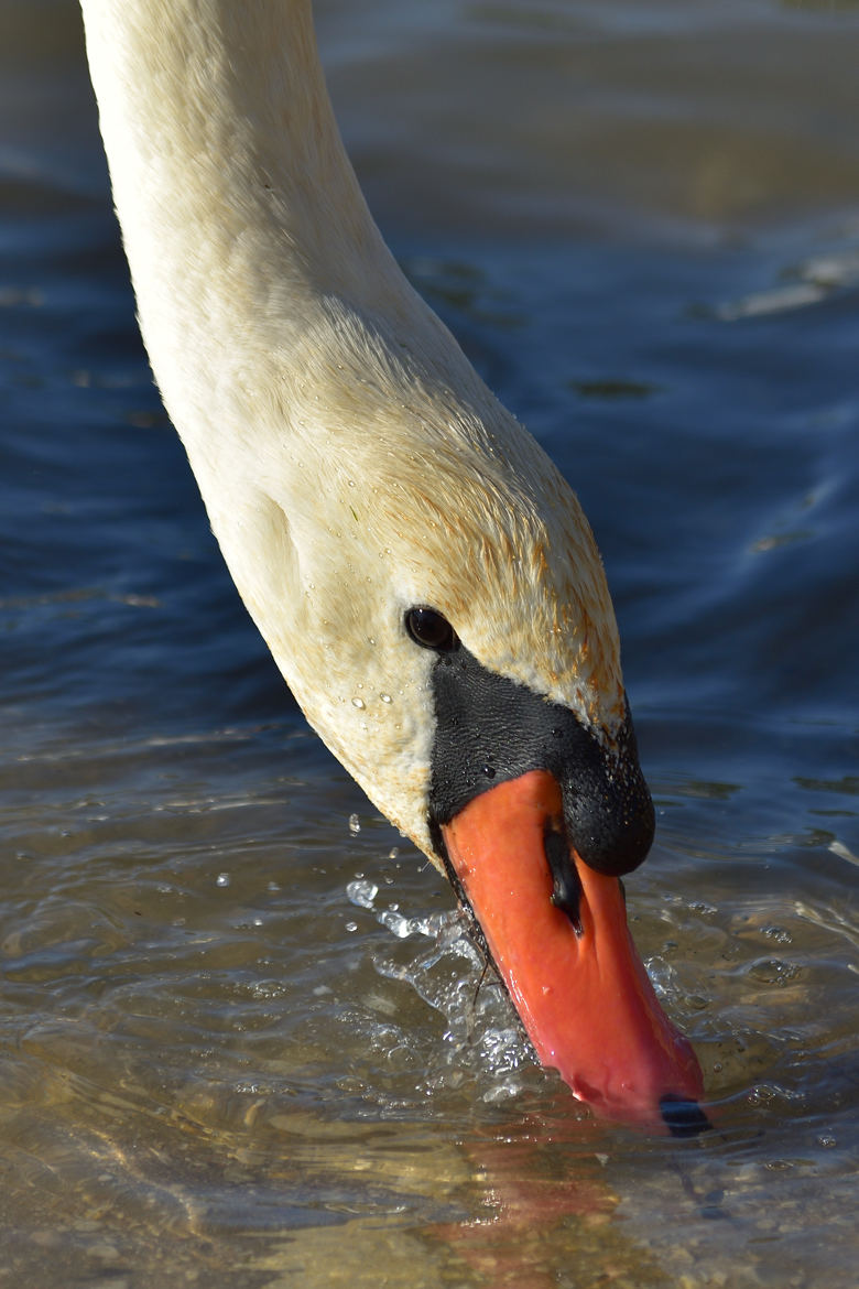 Swan