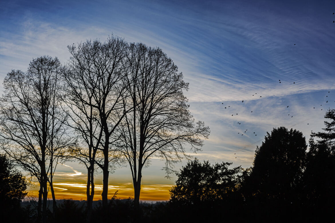 Arbres aux oiseaux