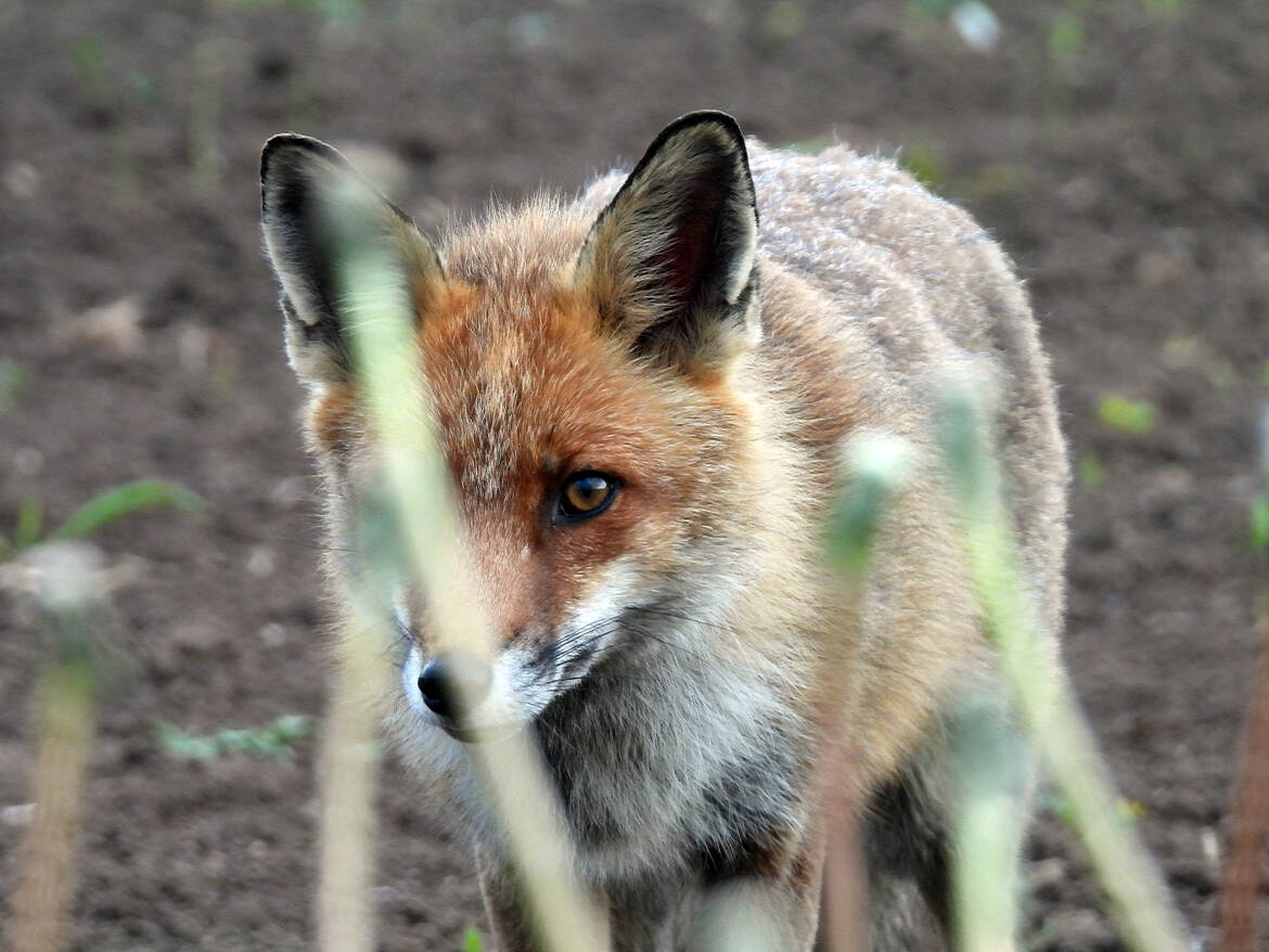 dent pour dent oeil pour oeil