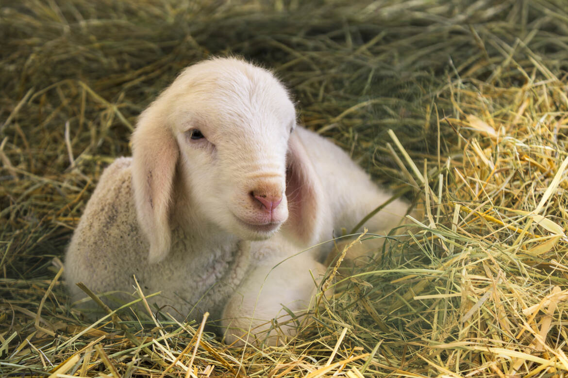 Doux comme un agneau