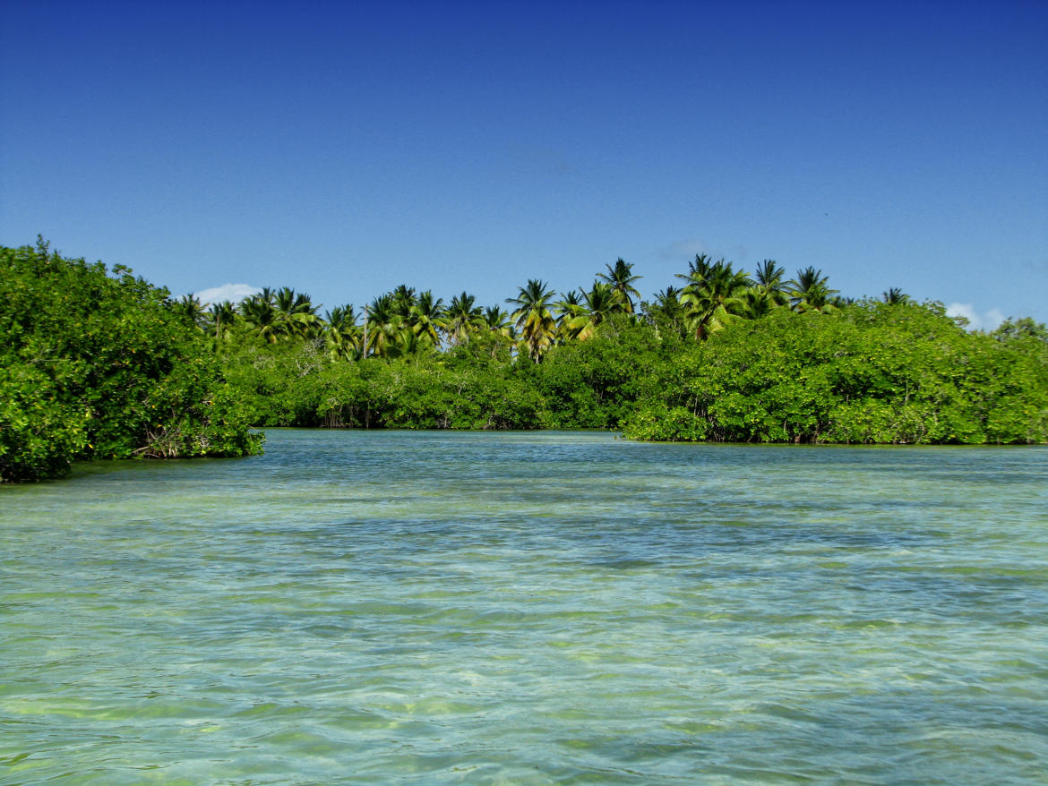 mangrove des tropiques