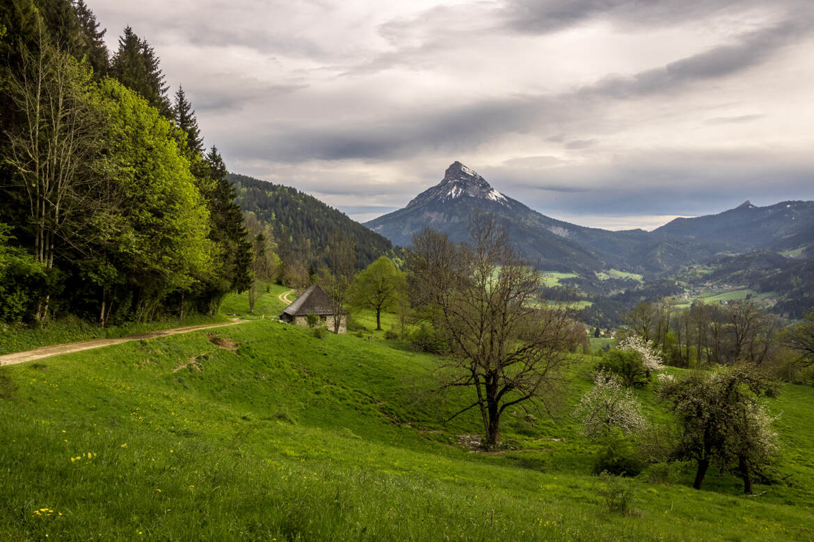 En chartreuse