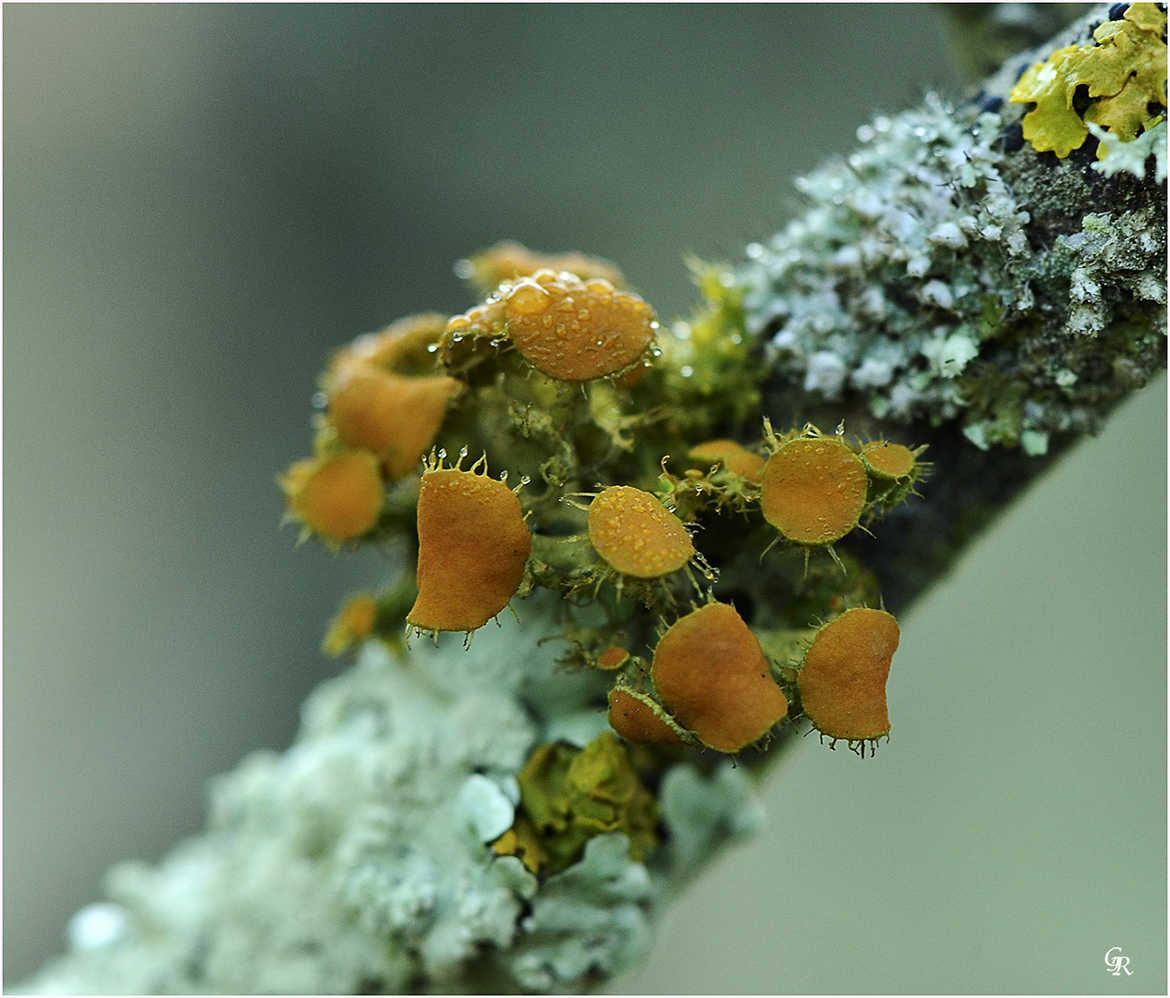 mousse ou lichens