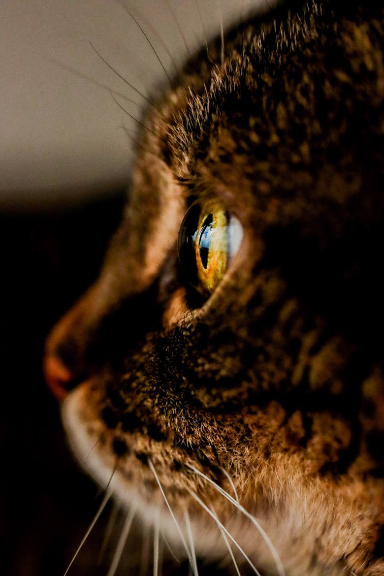 L'oeil de chat