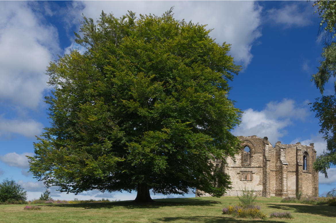 L'arbre et la chapelle