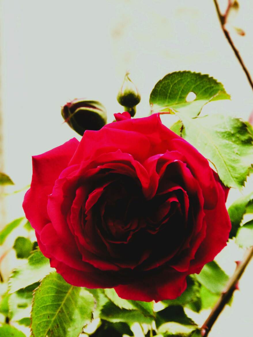 Le cœur rose