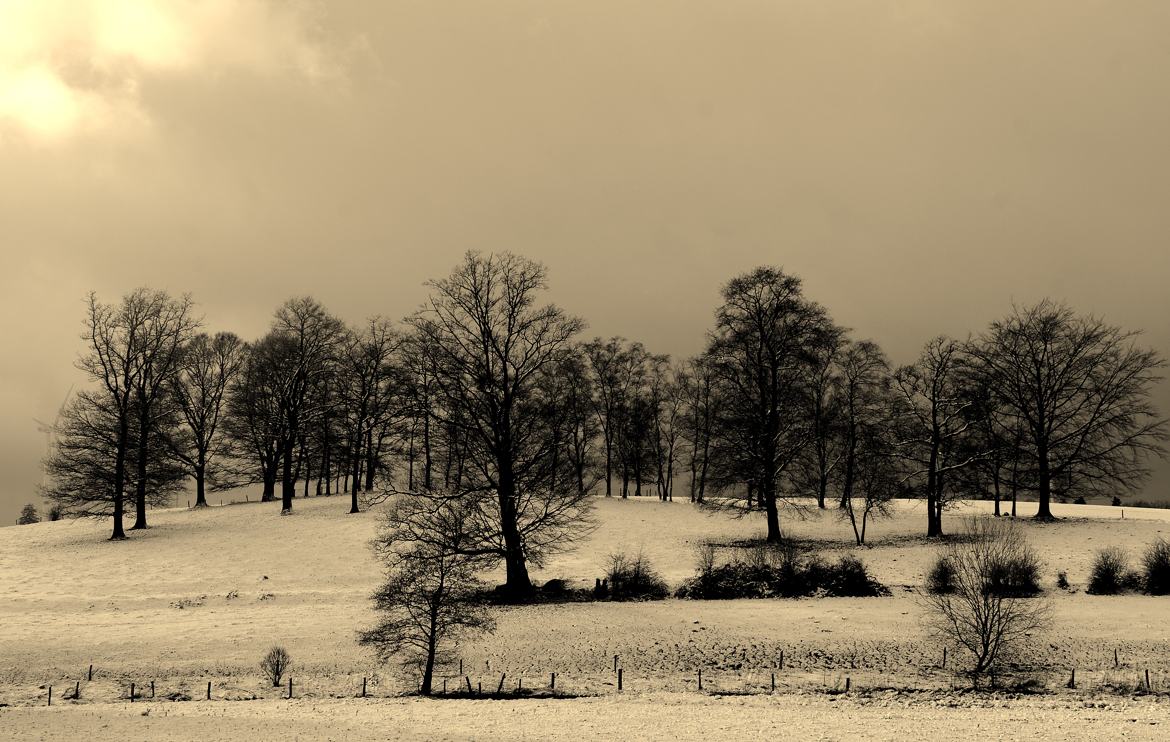 La forêt enchantée