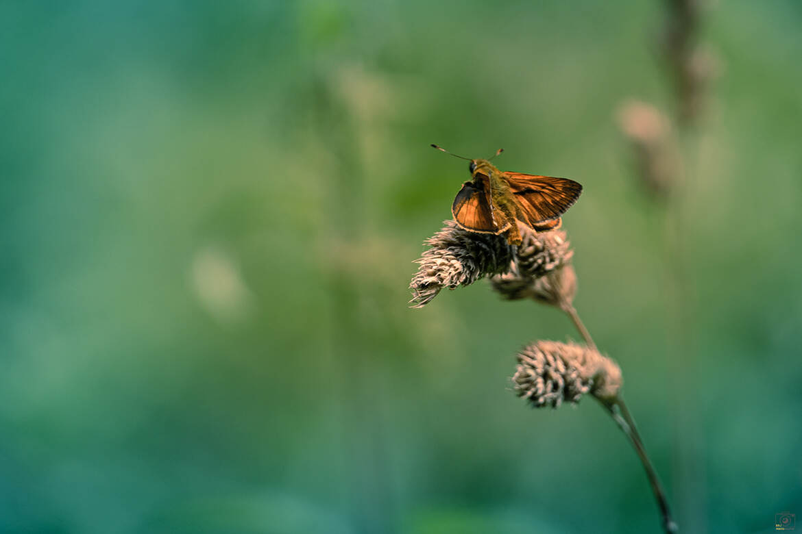 Hesperia comma (la virgule )