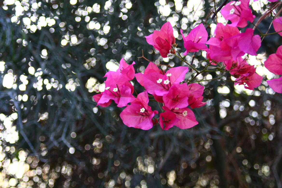 bougainvillée