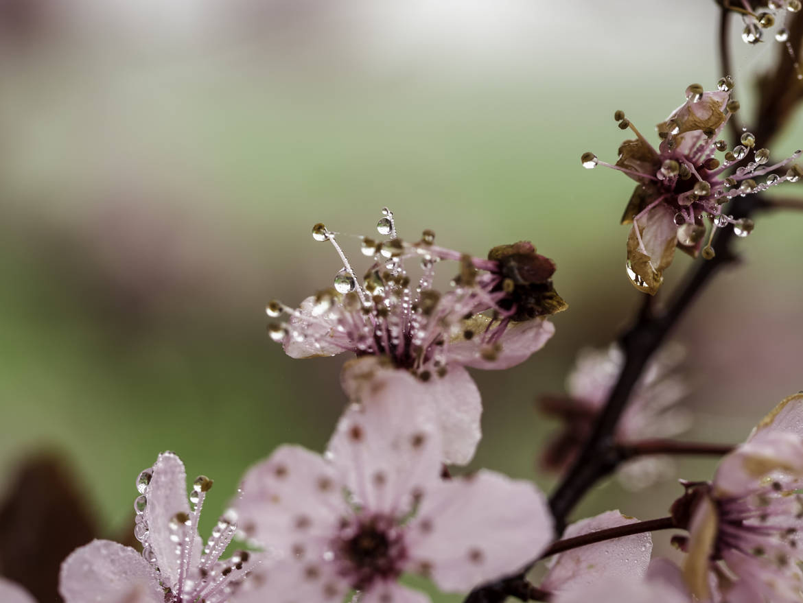 matin de fleur de printemps