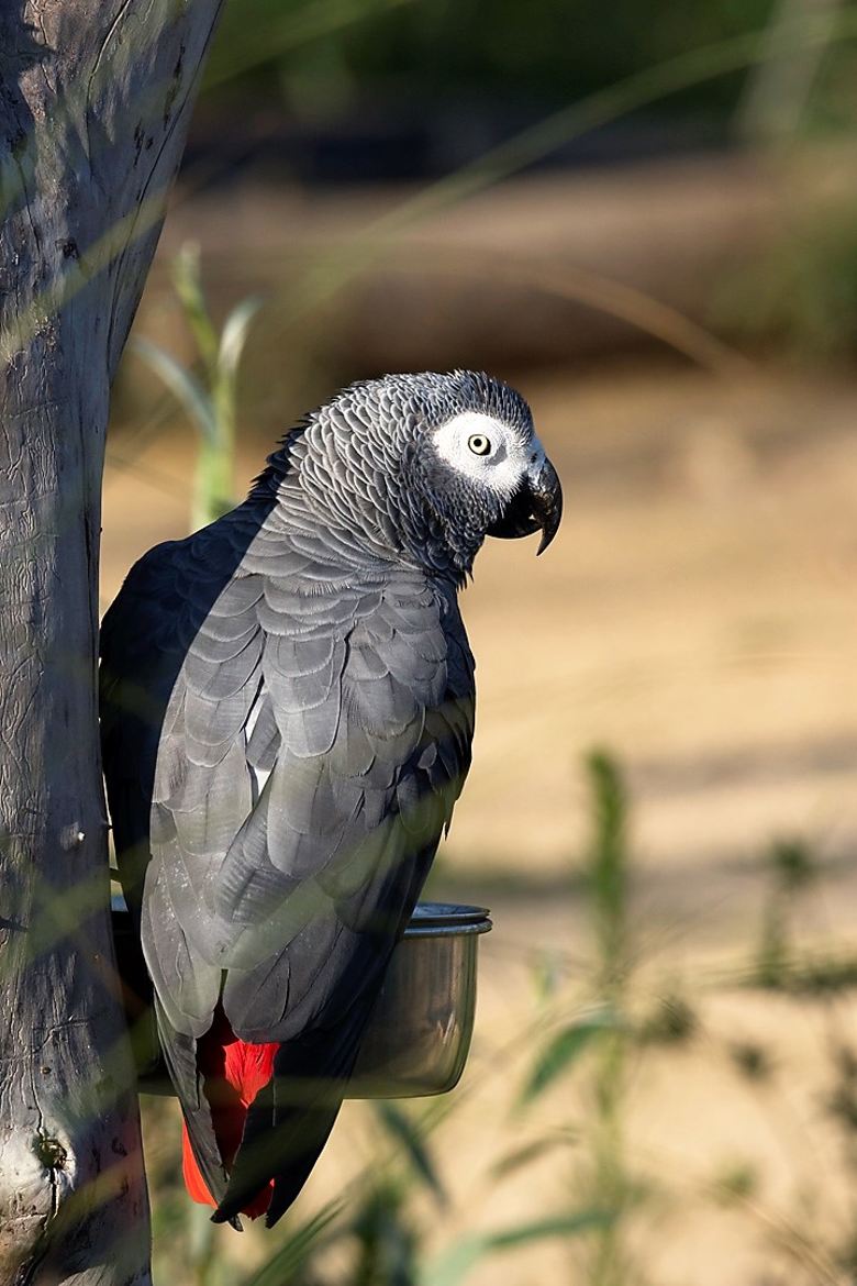 Perroquet du Gabon