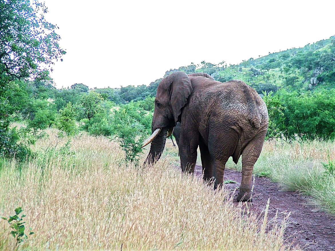 Elephant en promenade