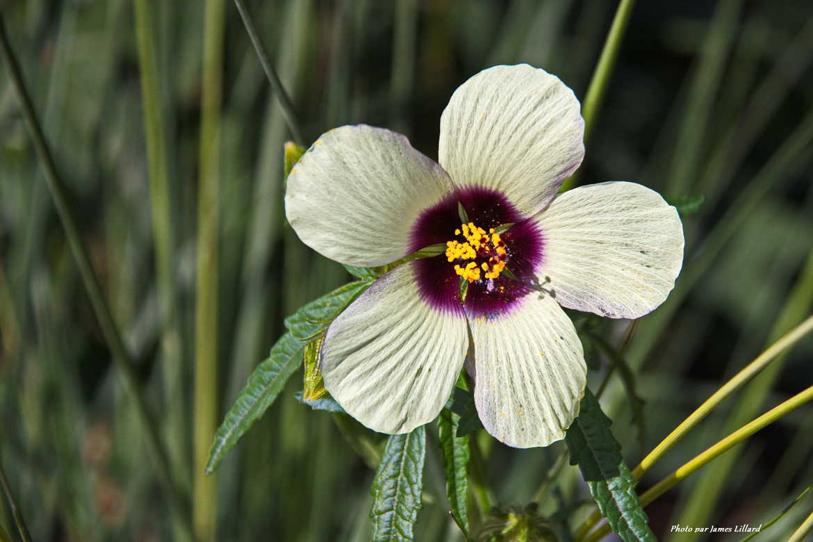 Une fleur pour Muriel