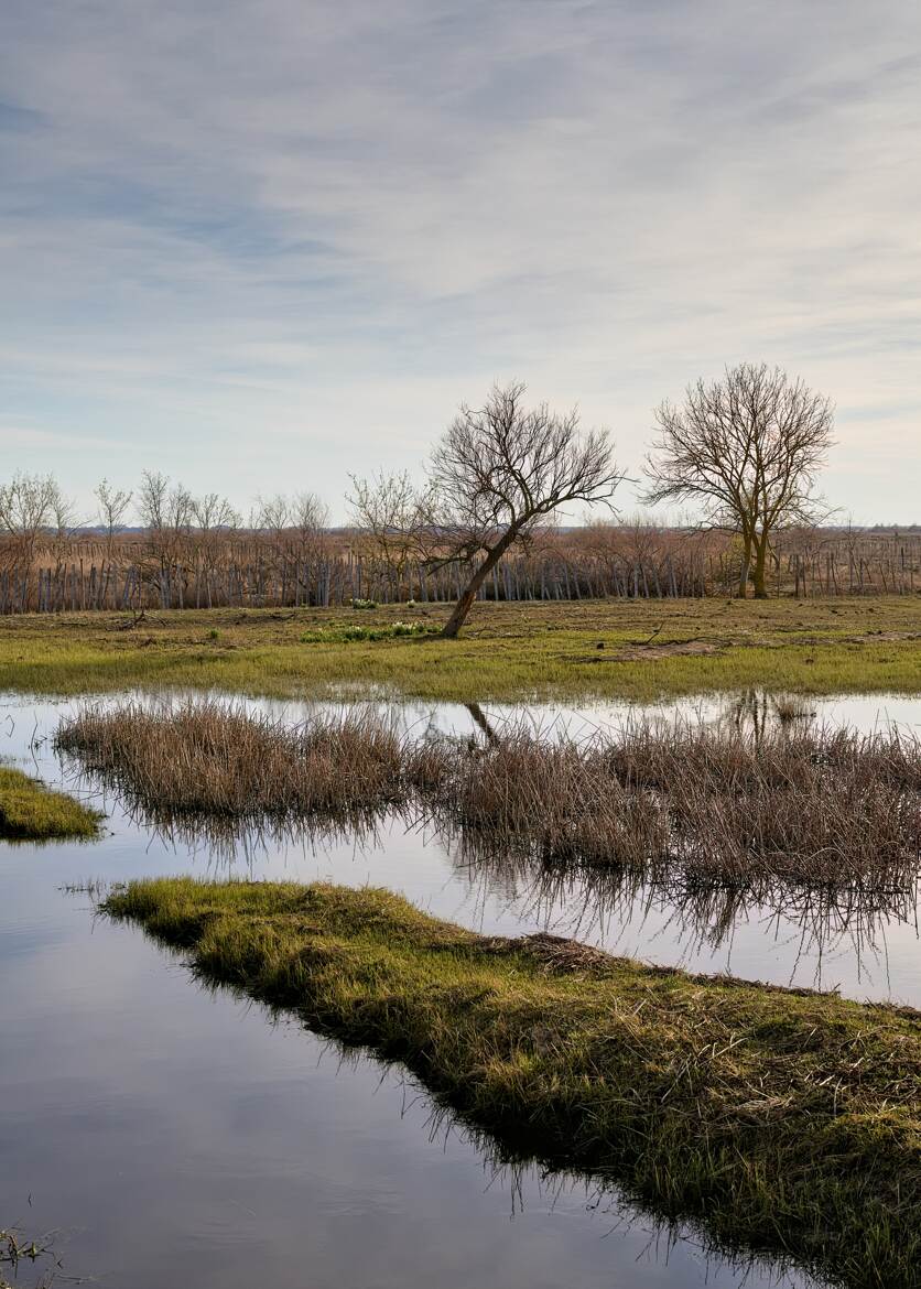 Géométrie organique