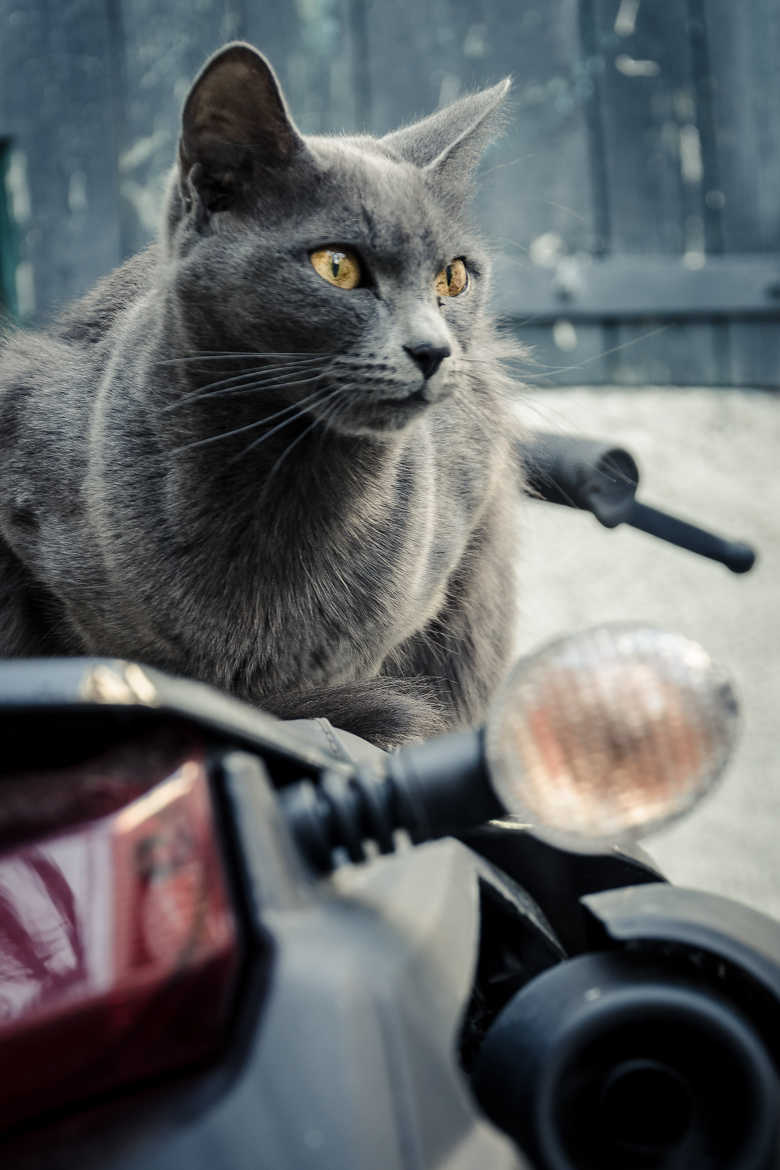 Chat biker