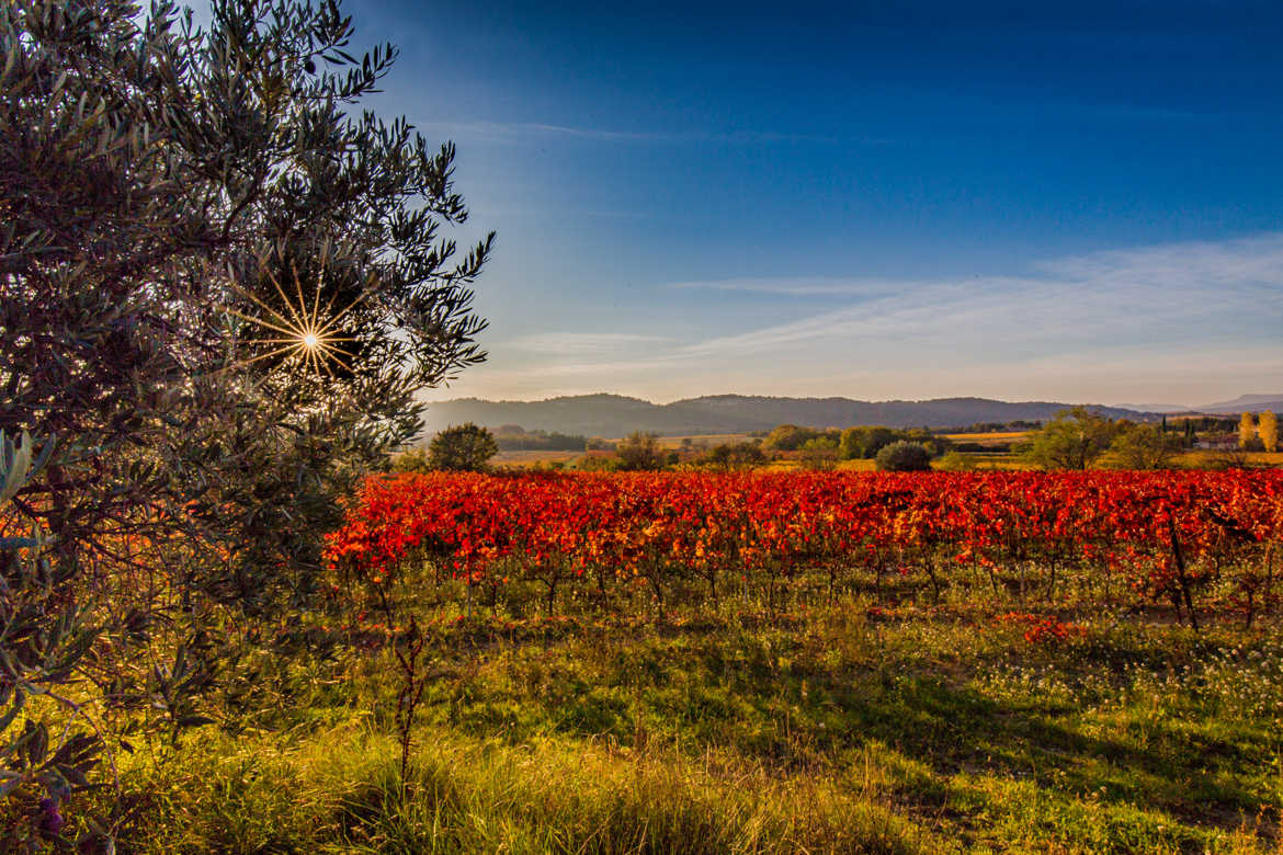 Etoile en automne