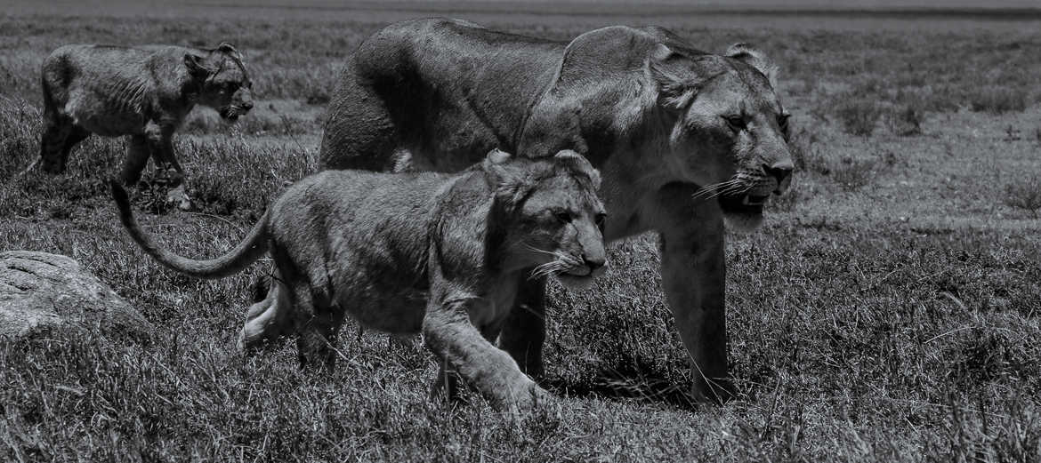 La famille Lion