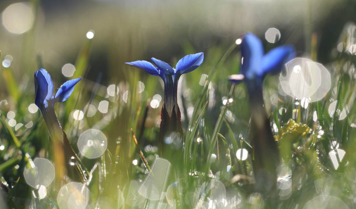 Eclosion dans la rosée