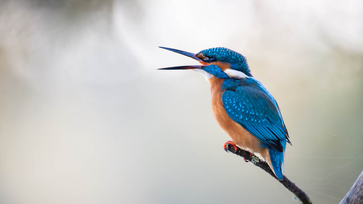 Martin fait des vocalises