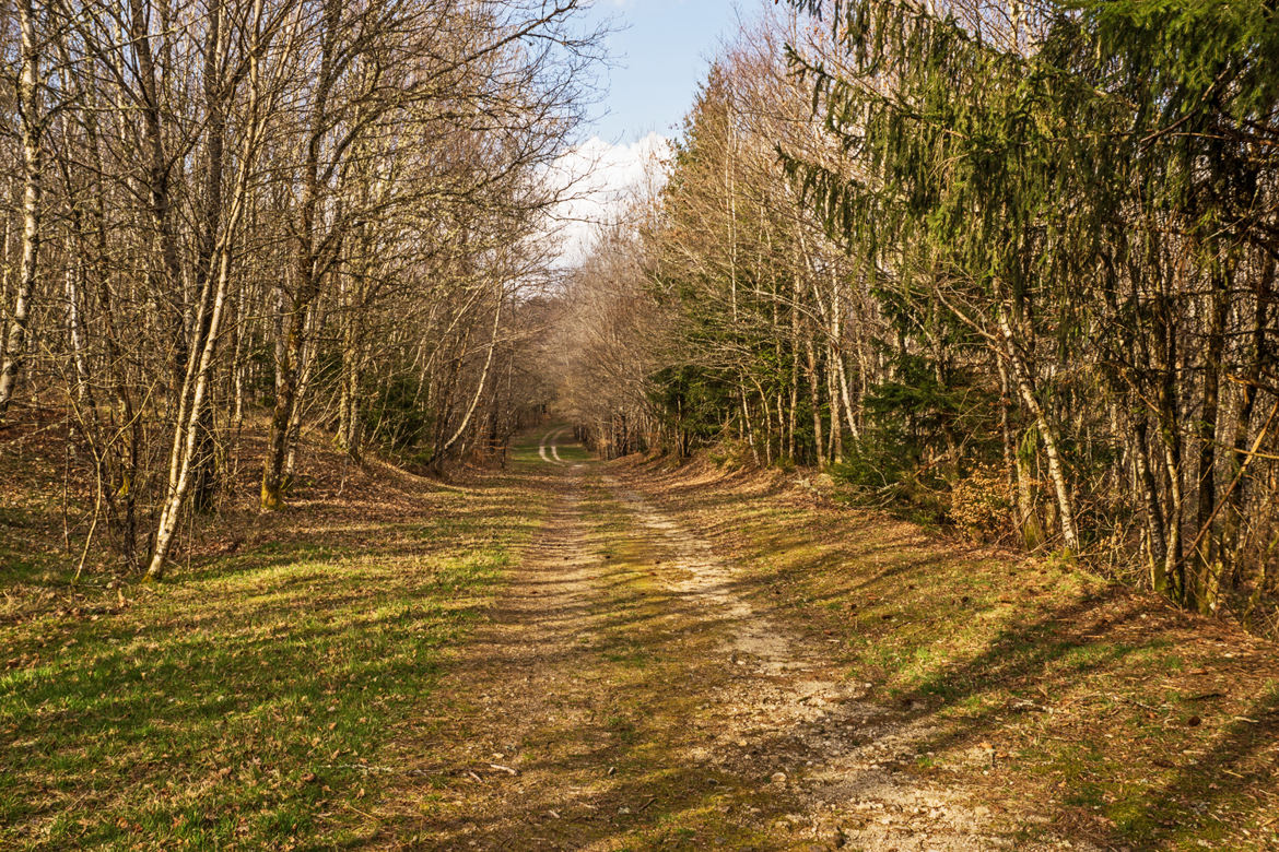 Le petit chemin