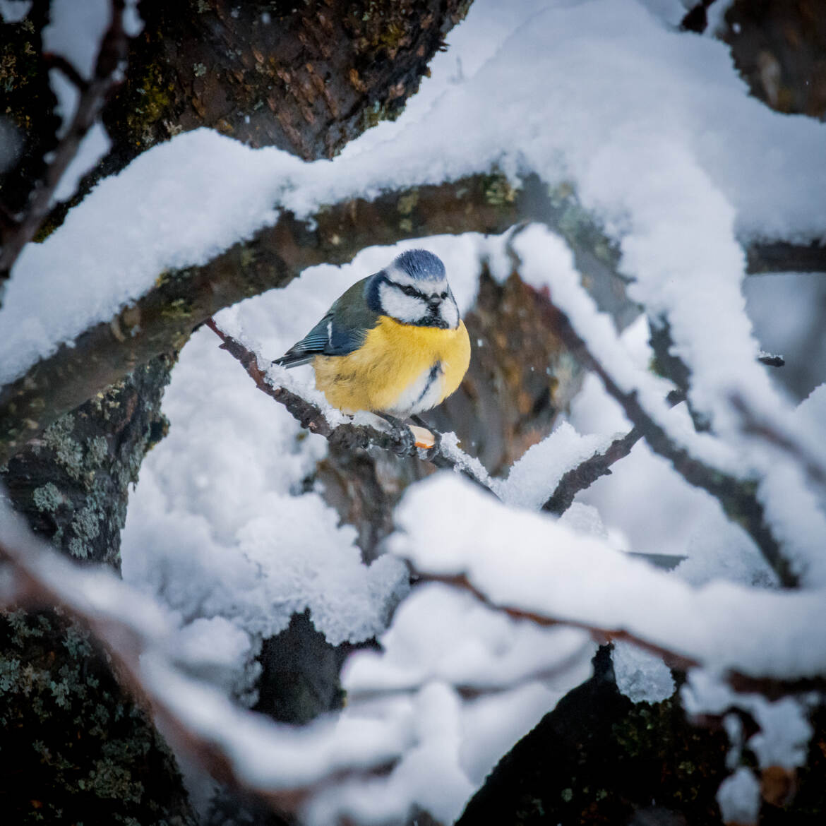 Une cacahouète de reconfort