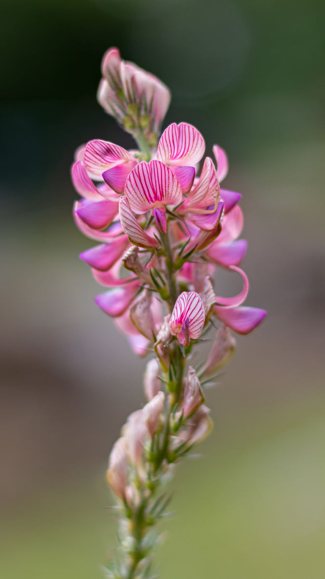 Sainfoin cultivé