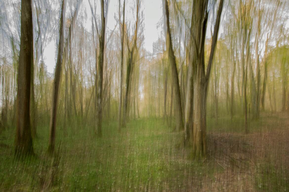 Ballade en forêt de Meaux .