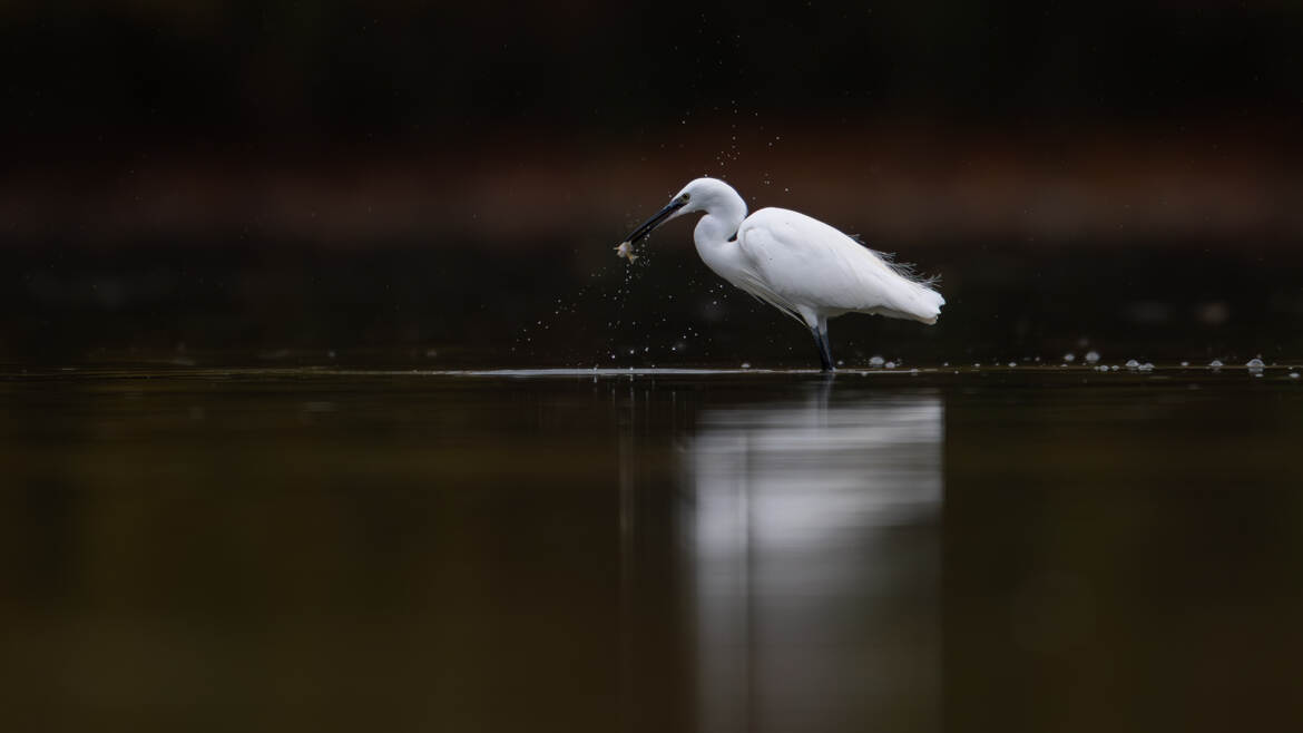 Un poissonnet au menu de la garzette