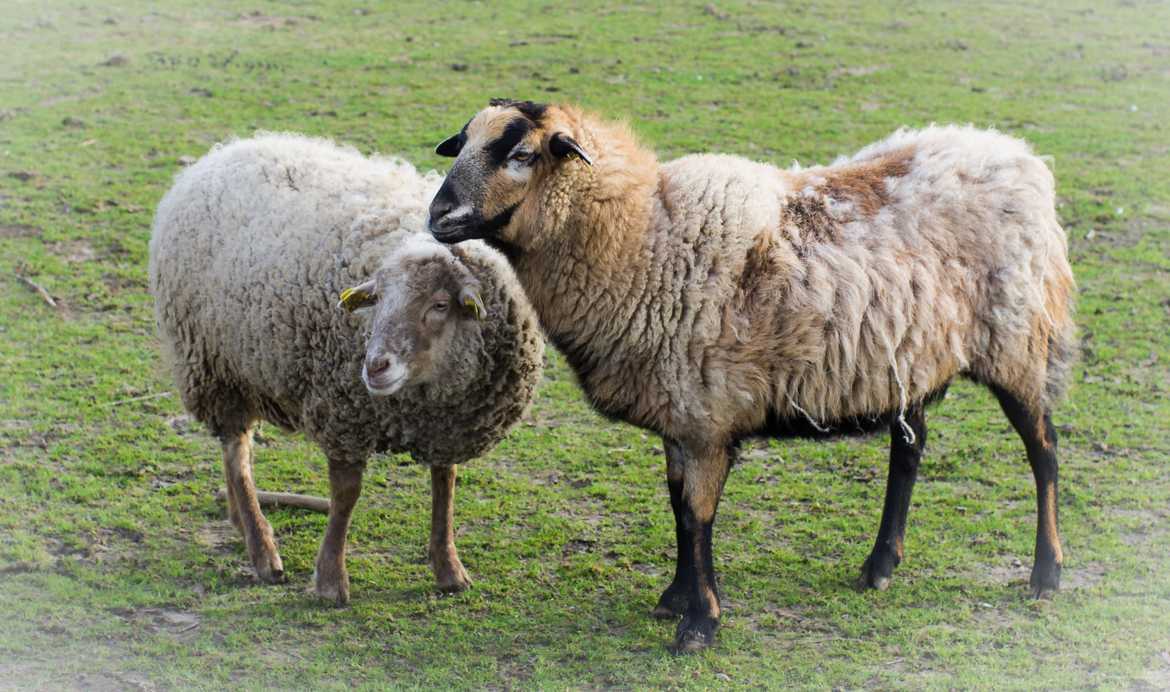 la laine d'hiver (l'haleine divers)